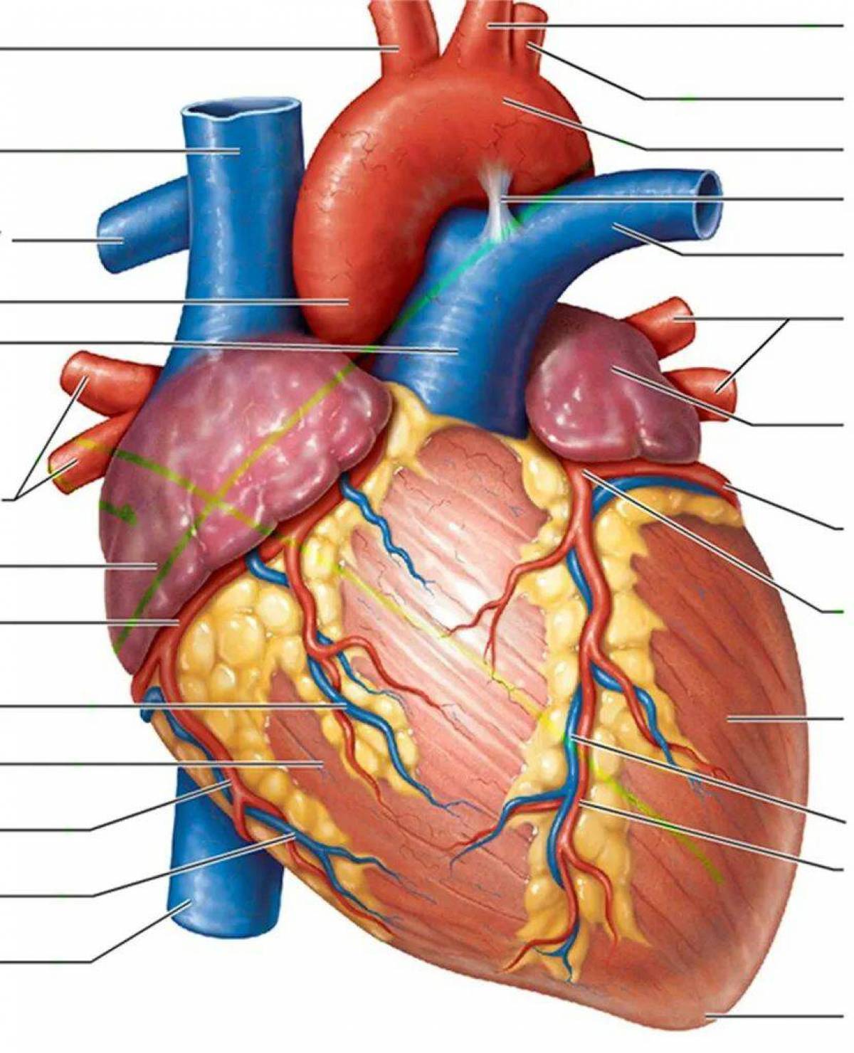 Сердце анатомия #35