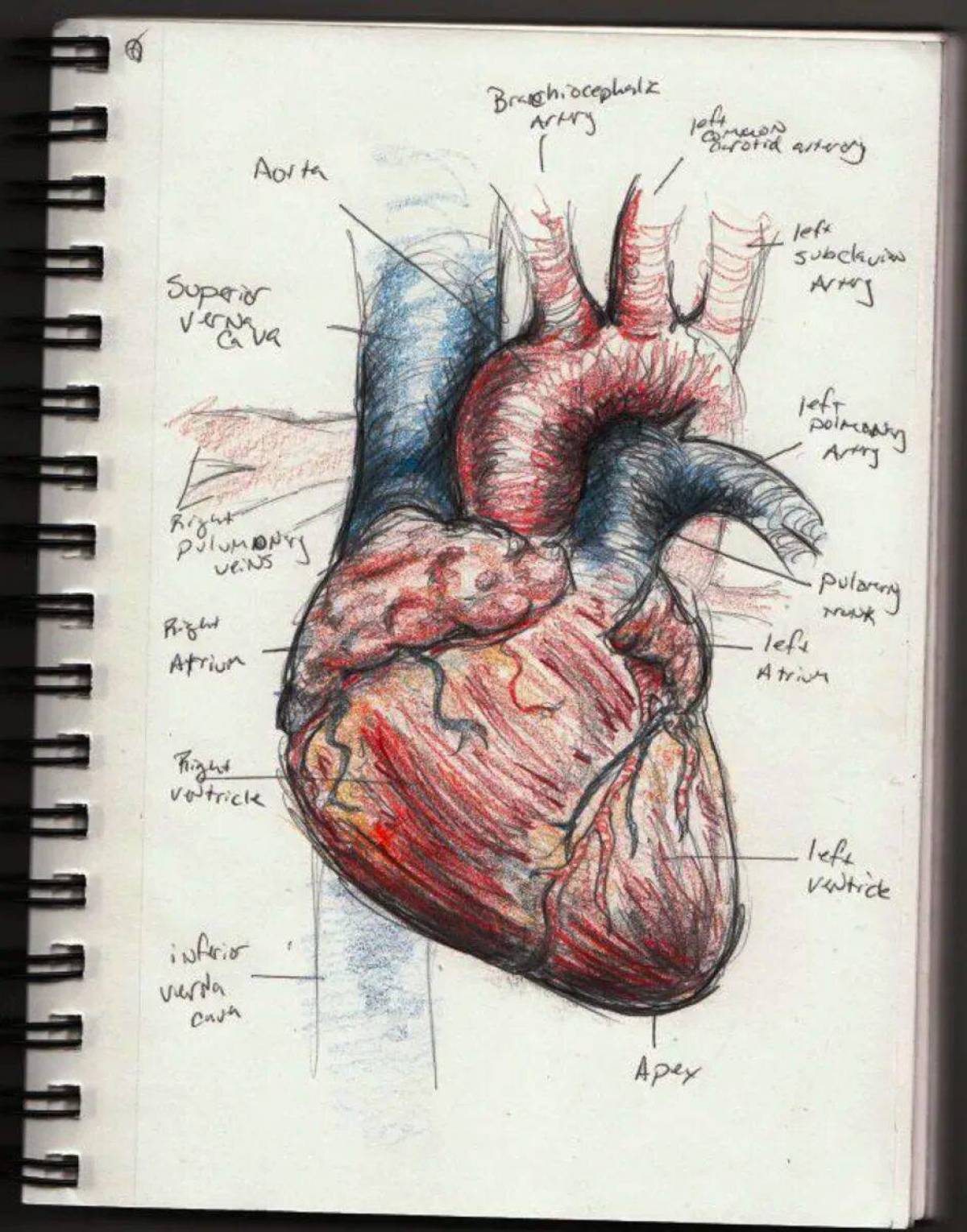 Сердце анатомия #36