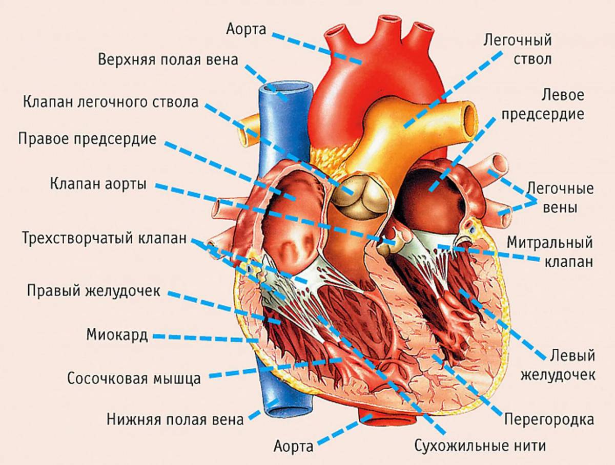 Сердце анатомия #37