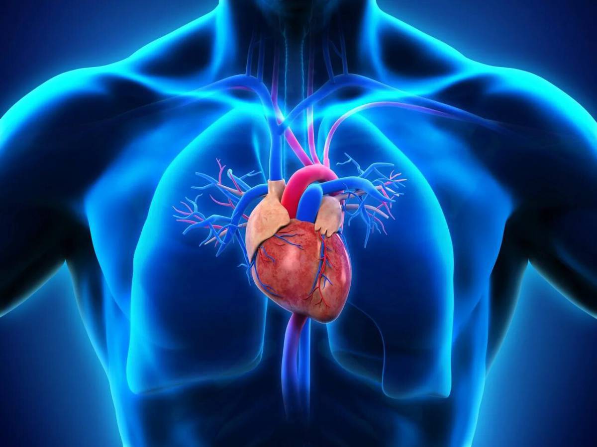 Сердце анатомия #39