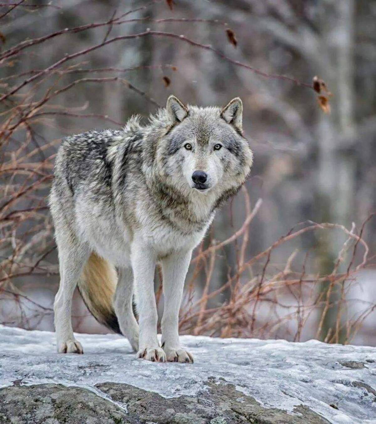 Серый волк #6