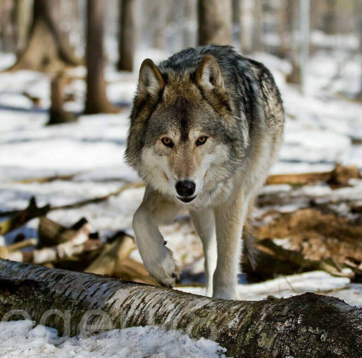 Серый волк #8