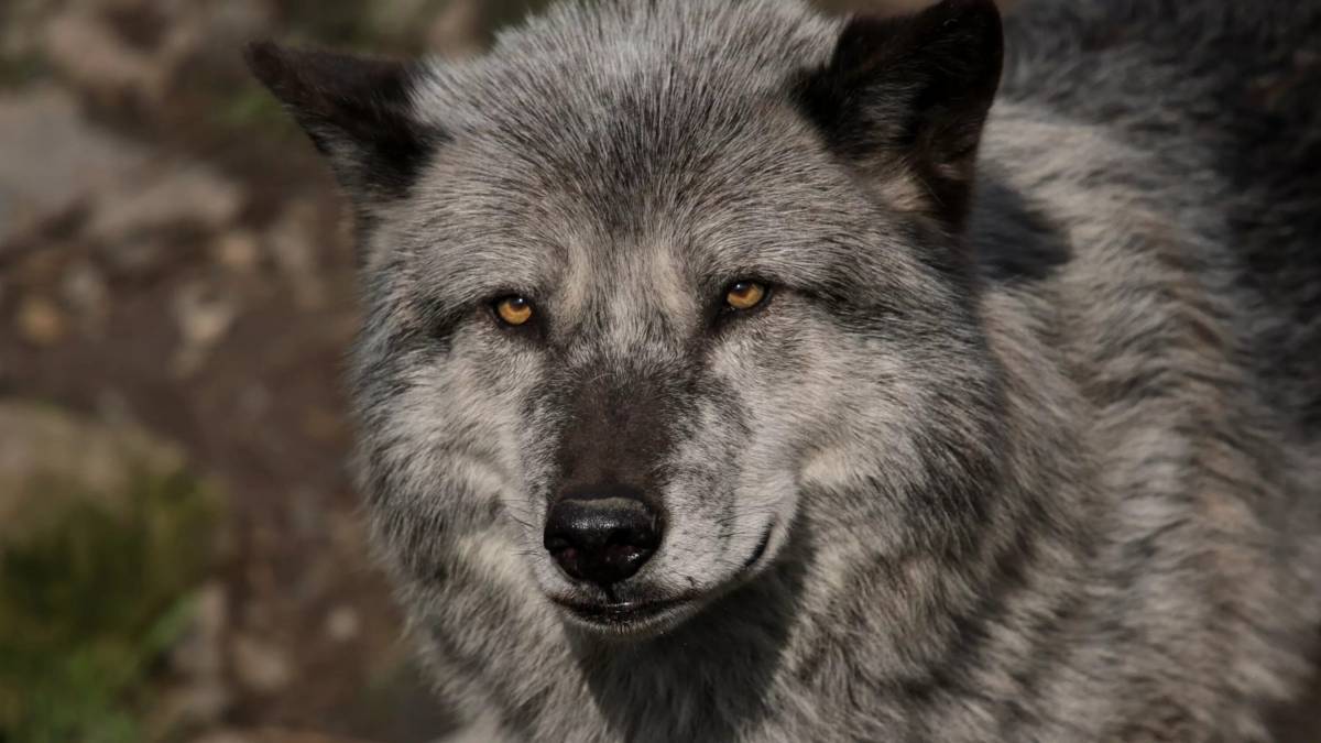 Серый волк #14