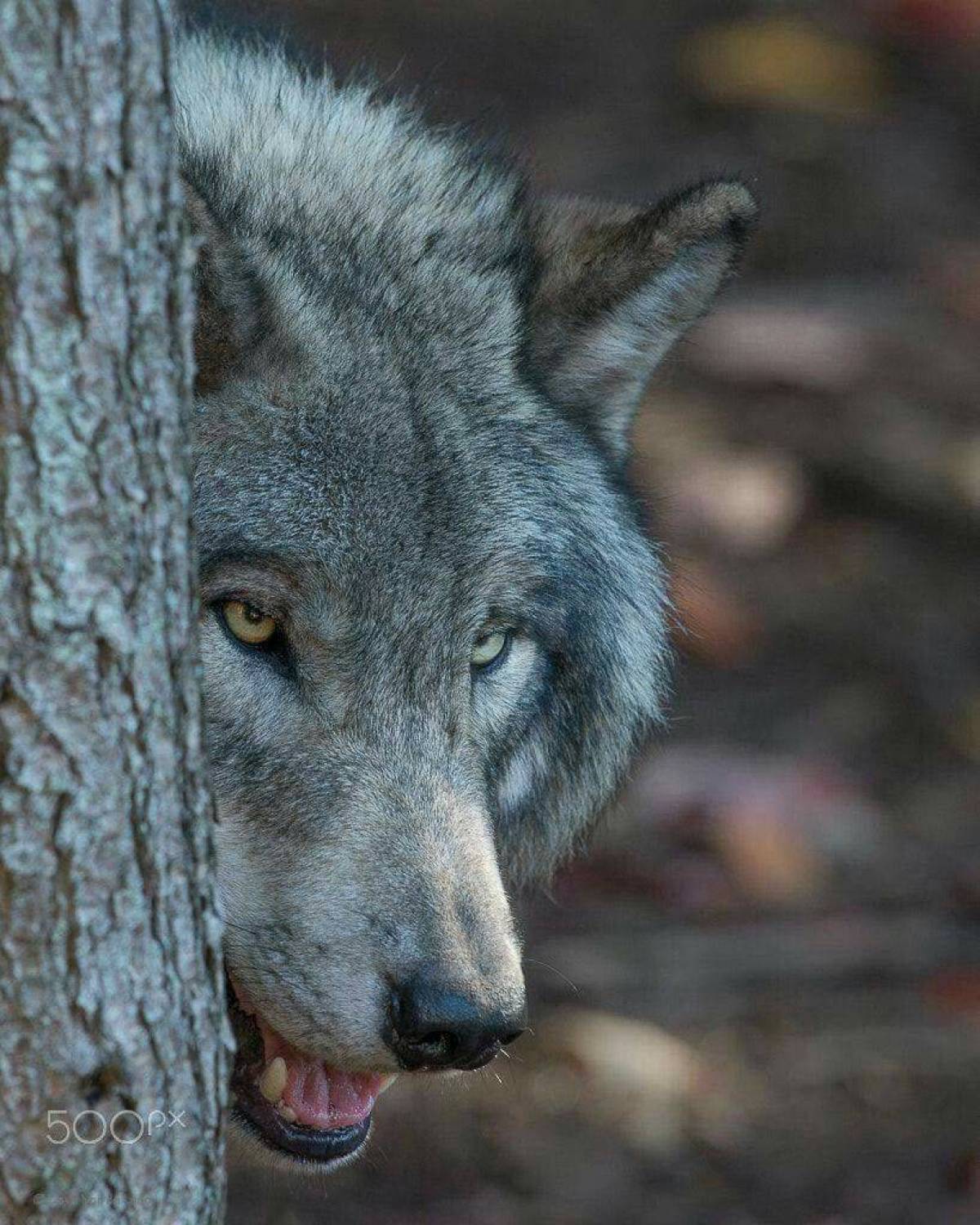 Серый волк #22