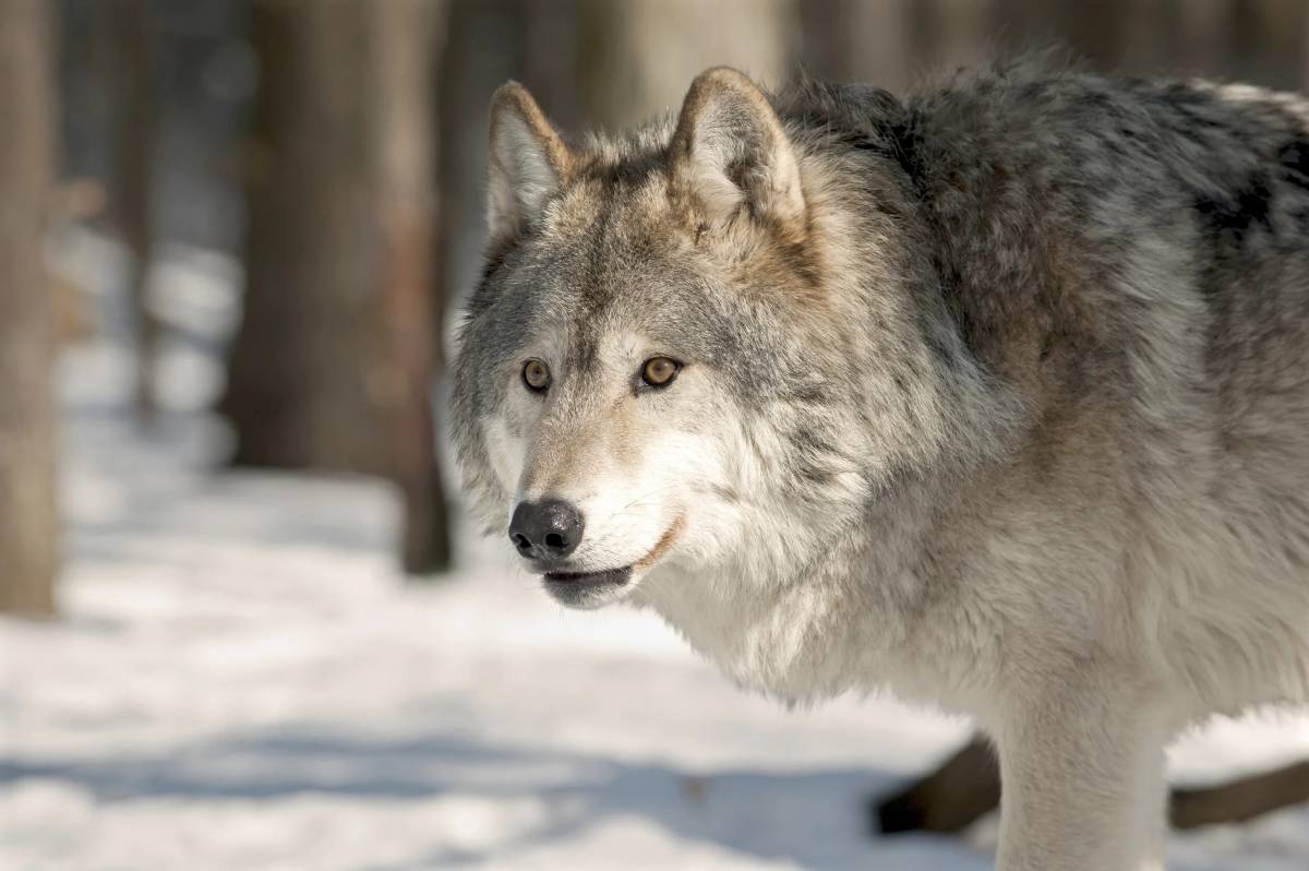 Серый волк #23