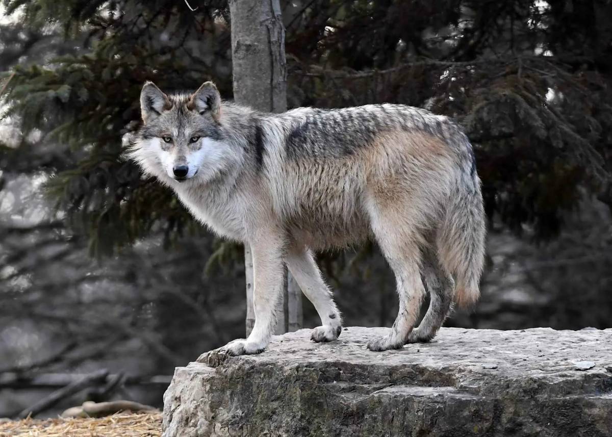 Кенайский волк canis Lupus alces. Среднерусский Лесной волк. Волк серый обыкновенный. Тебердинский заповедник волки.