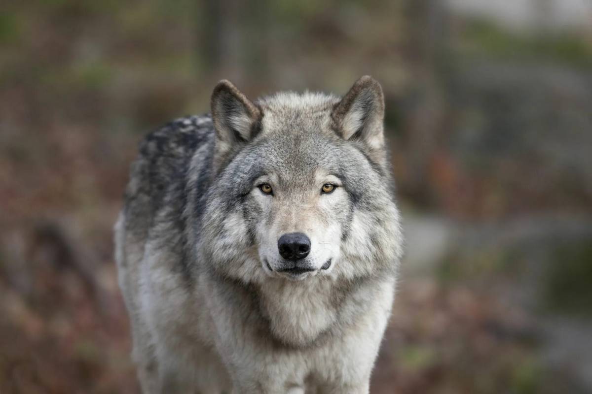 Серый волк #38