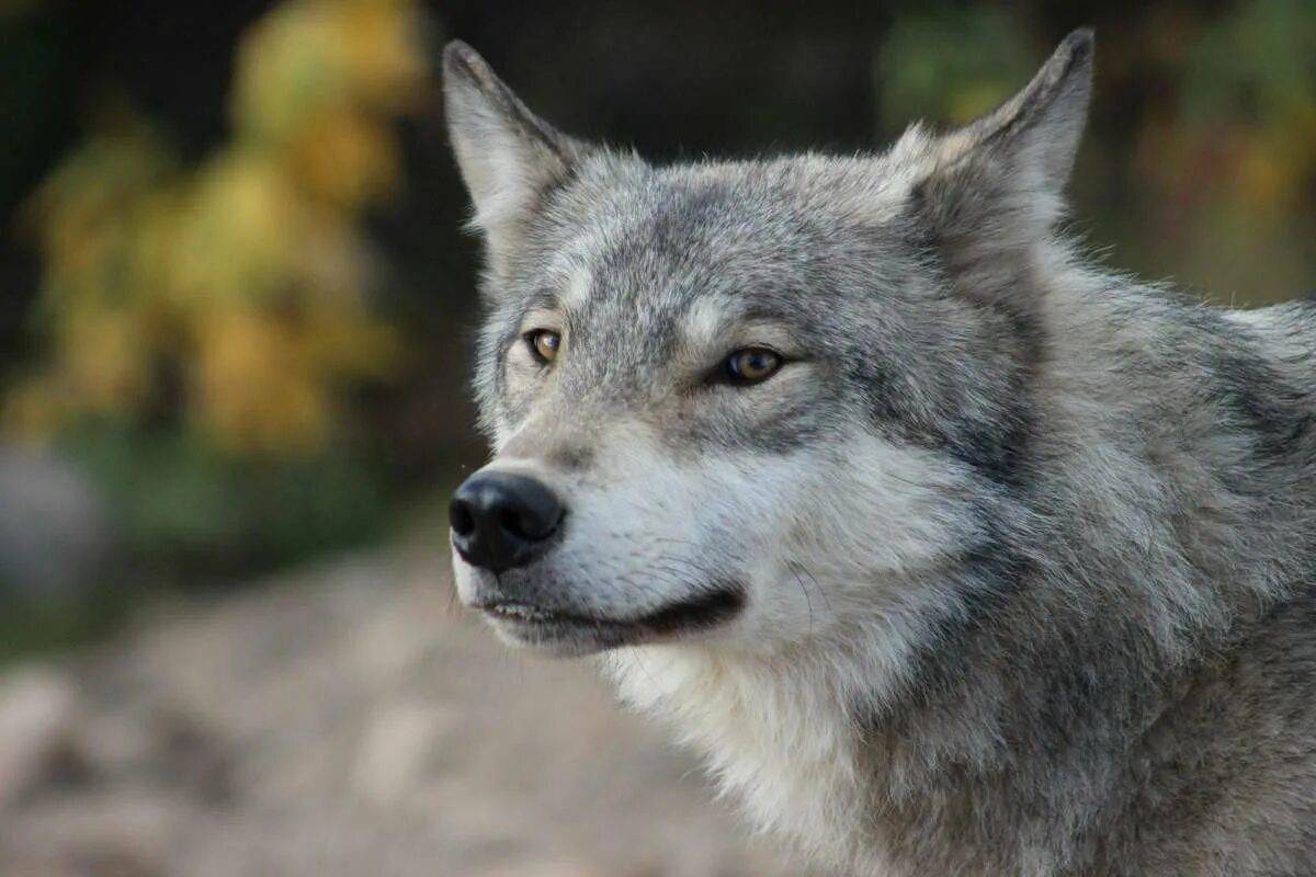 Серый волк #39