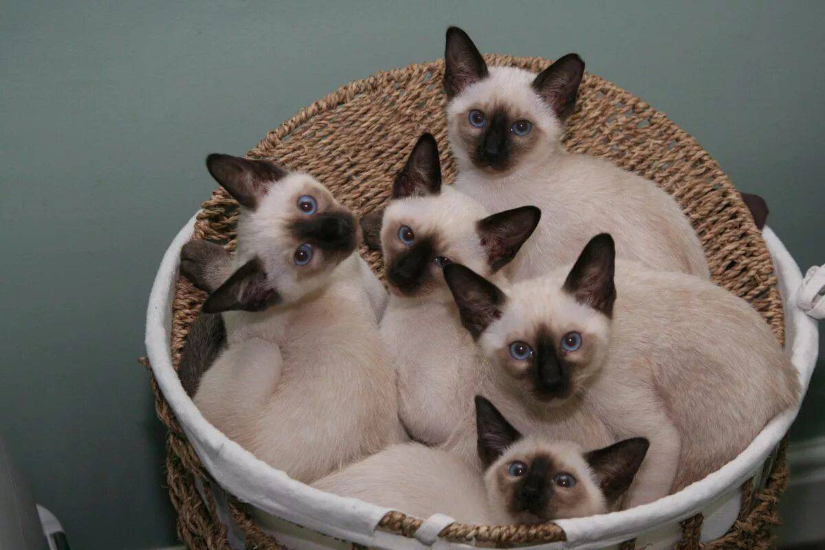 сиамские кошки картинки