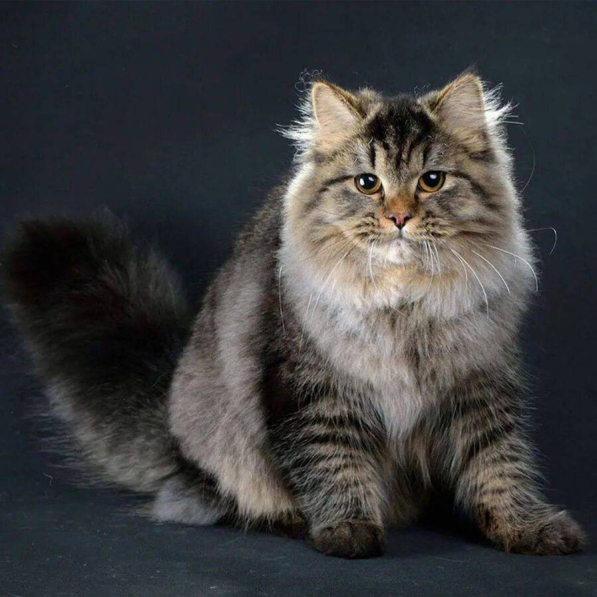 Сибирская кошка #6