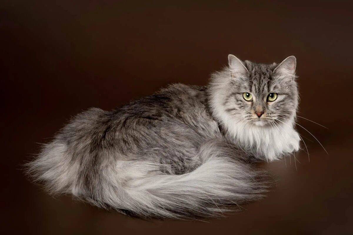 Сибирская кошка #7