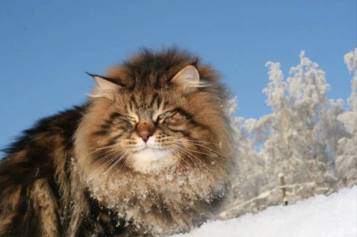 Сибирская кошка #11