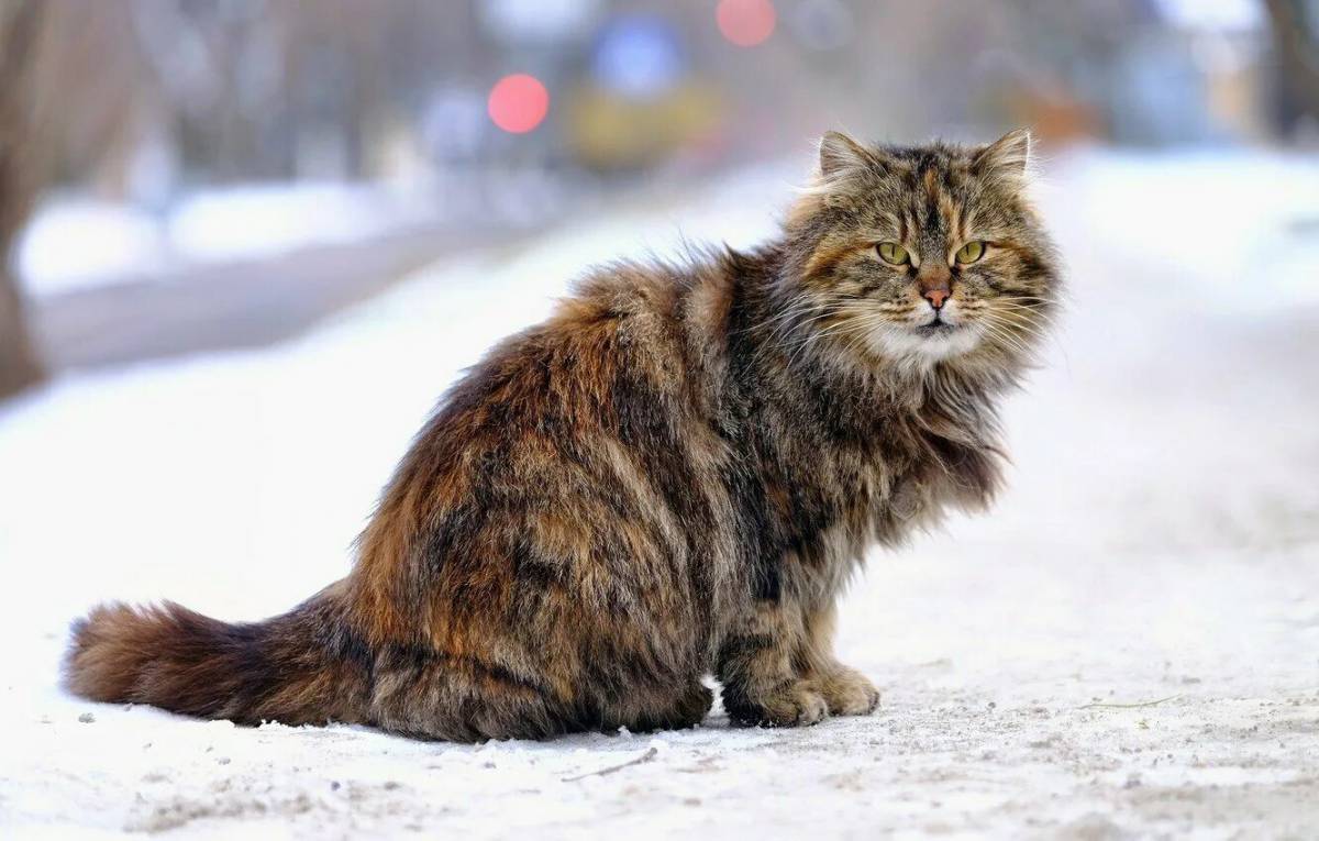 Сибирская кошка #14