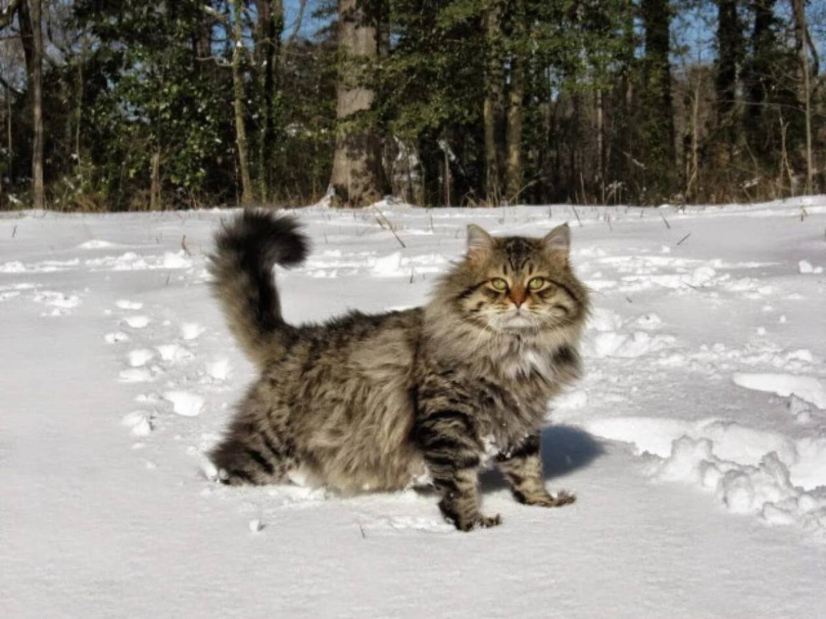Сибирская кошка #16