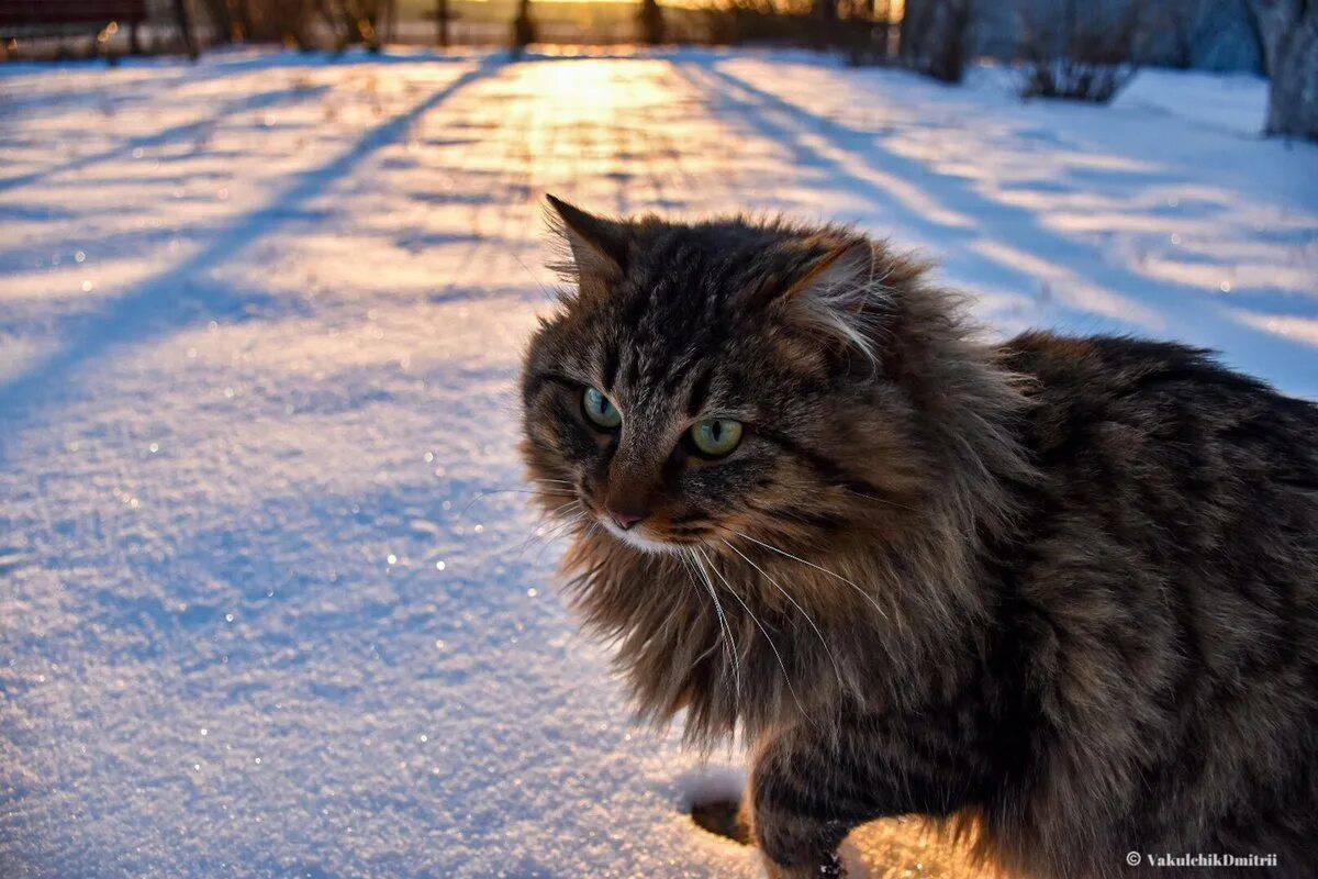 Сибирская кошка #17
