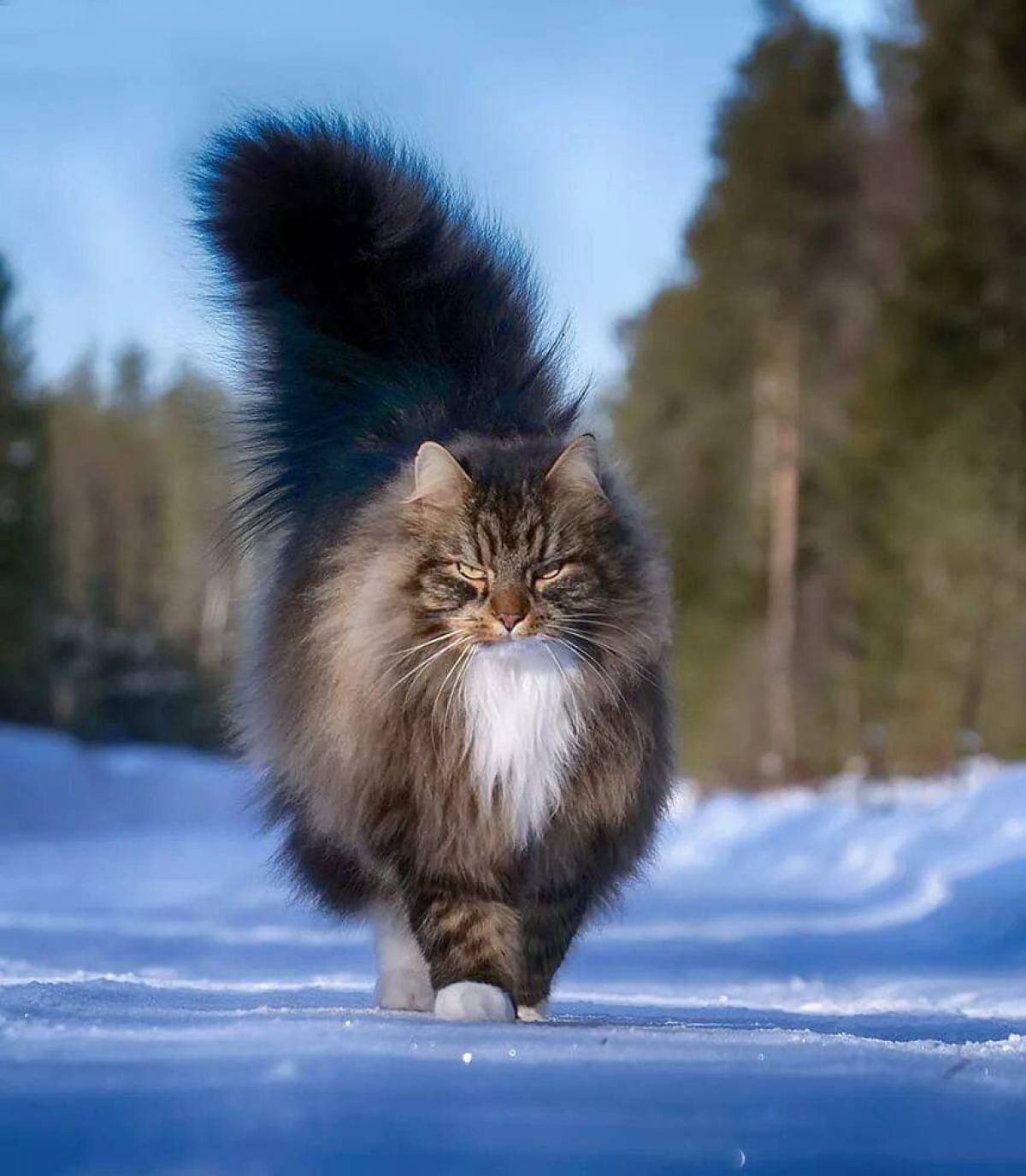 Сибирская кошка #22