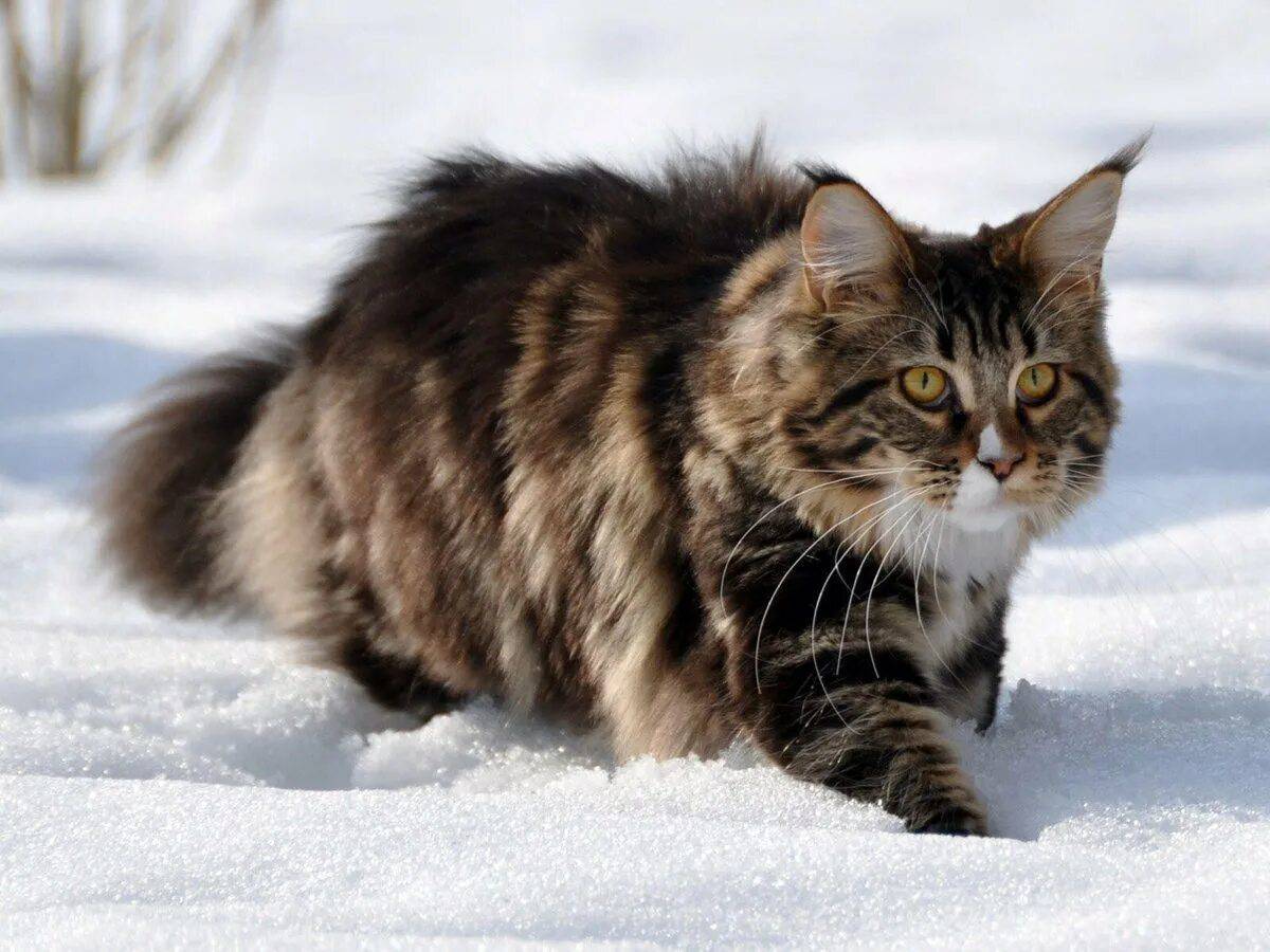 Сибирская кошка #27