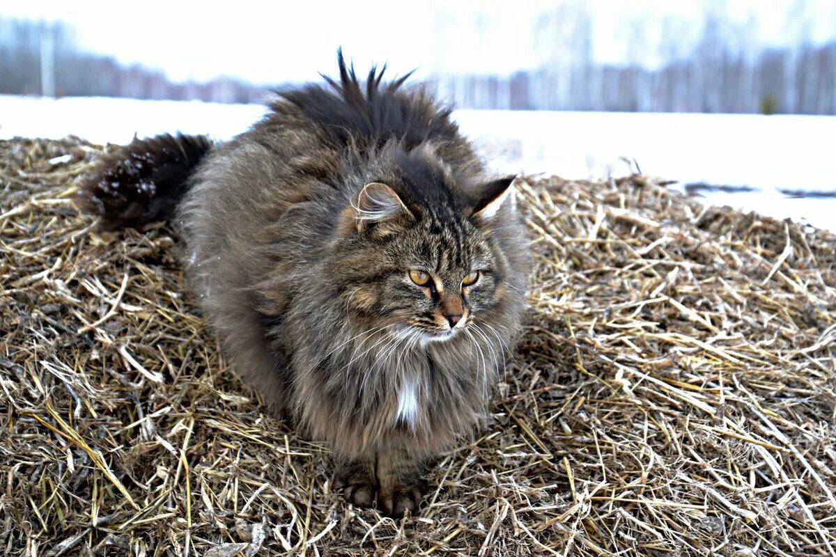 Сибирская кошка #29