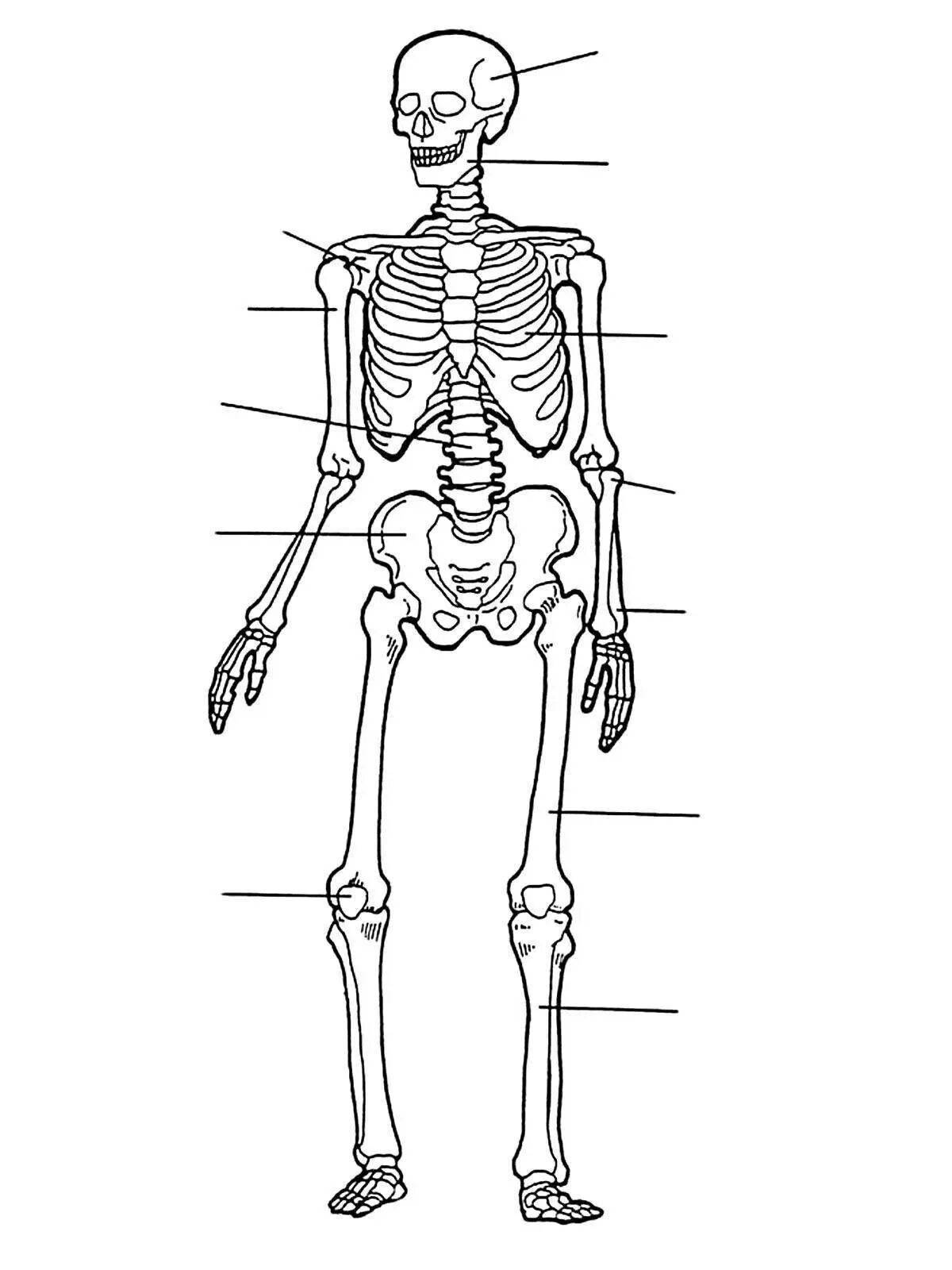 Скелет человека на английском языке картинки