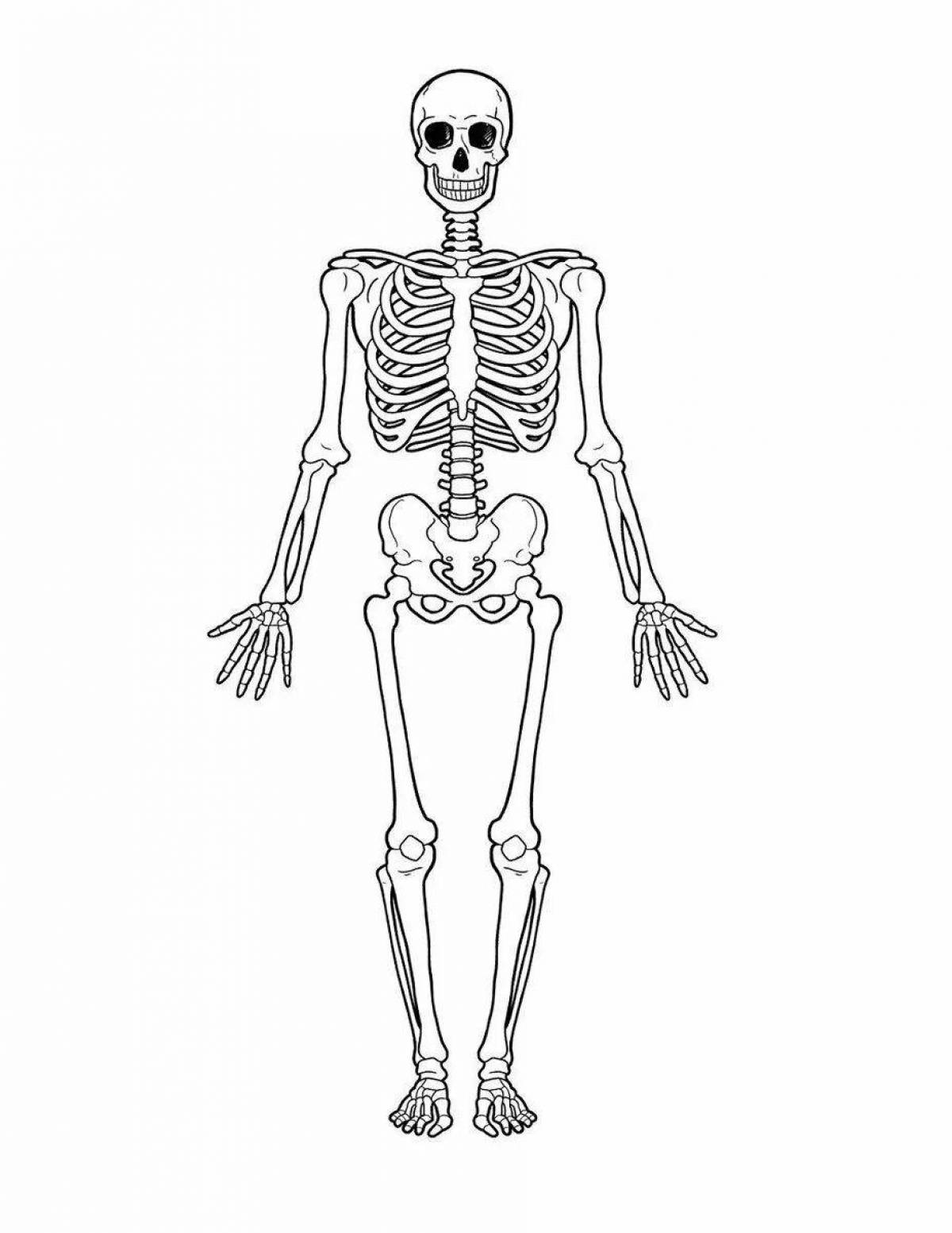 Скелет человека рисунок с названиями основных частей тела