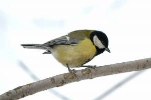 Раскраска синица для детей 3 4 лет #29 #492627