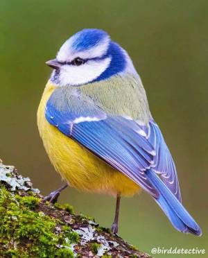 Раскраска синица птица #4 #492715