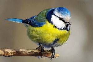 Раскраска синица птица #5 #492716