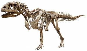 Раскраска скелет динозавра #2 #495780