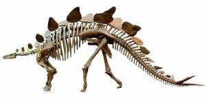 Раскраска скелет динозавра #3 #495781
