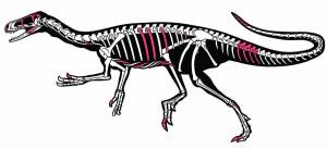 Раскраска скелет динозавра #13 #495791