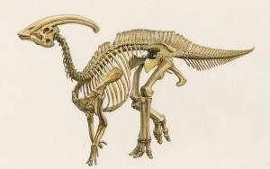 Раскраска скелет динозавра #19 #495797