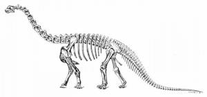 Раскраска скелет динозавра #20 #495798