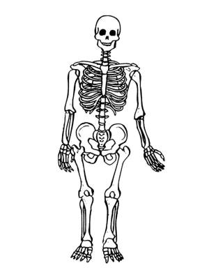 Раскраска скелет для детей #4 #495808