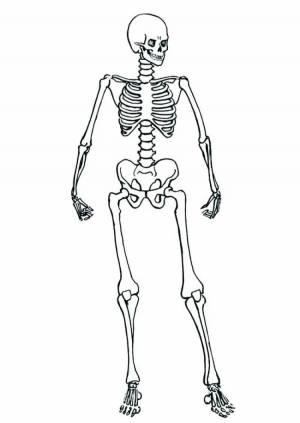 Раскраска скелет для детей #15 #495819