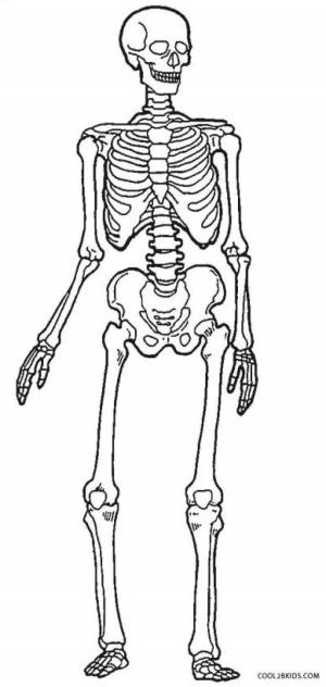 Раскраска скелет для детей #20 #495824
