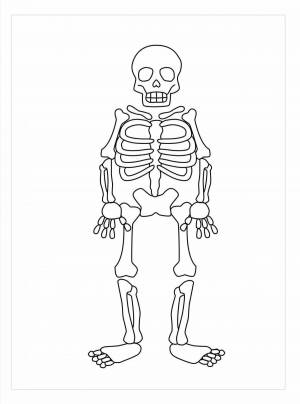 Раскраска скелет для детей #28 #495832