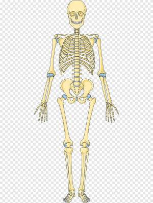 Раскраска скелет человека для детей #1 #495910