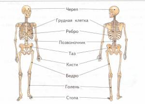 Раскраска скелет человека для детей #2 #495911