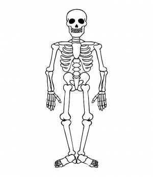 Раскраска скелет человека для детей #3 #495912