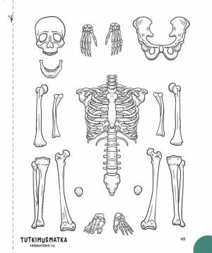 Раскраска скелет человека для детей #5 #495914
