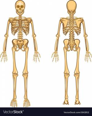 Раскраска скелет человека для детей #11 #495920