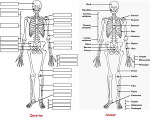Раскраска скелет человека для детей #12 #495921