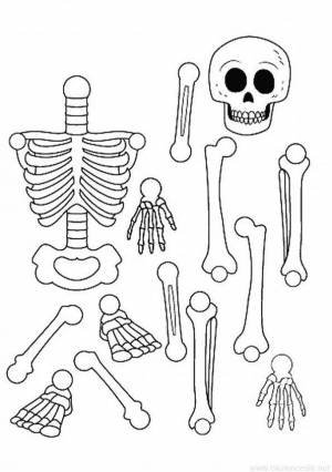Раскраска скелет человека для детей #13 #495922
