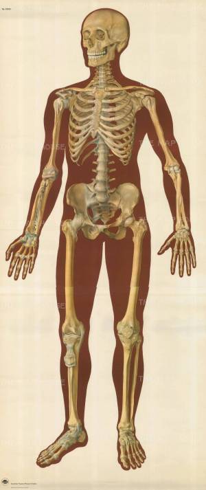 Раскраска скелет человека для детей #18 #495927