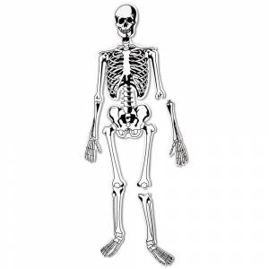 Раскраска скелет человека для детей #19 #495928