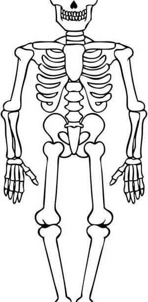 Раскраска скелет человека для детей #20 #495929