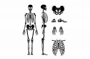 Раскраска скелет человека для детей #23 #495932