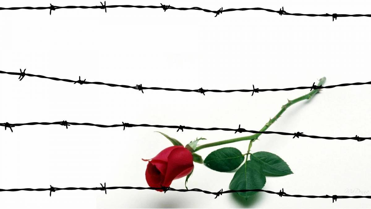 Символ холокоста цветок #36