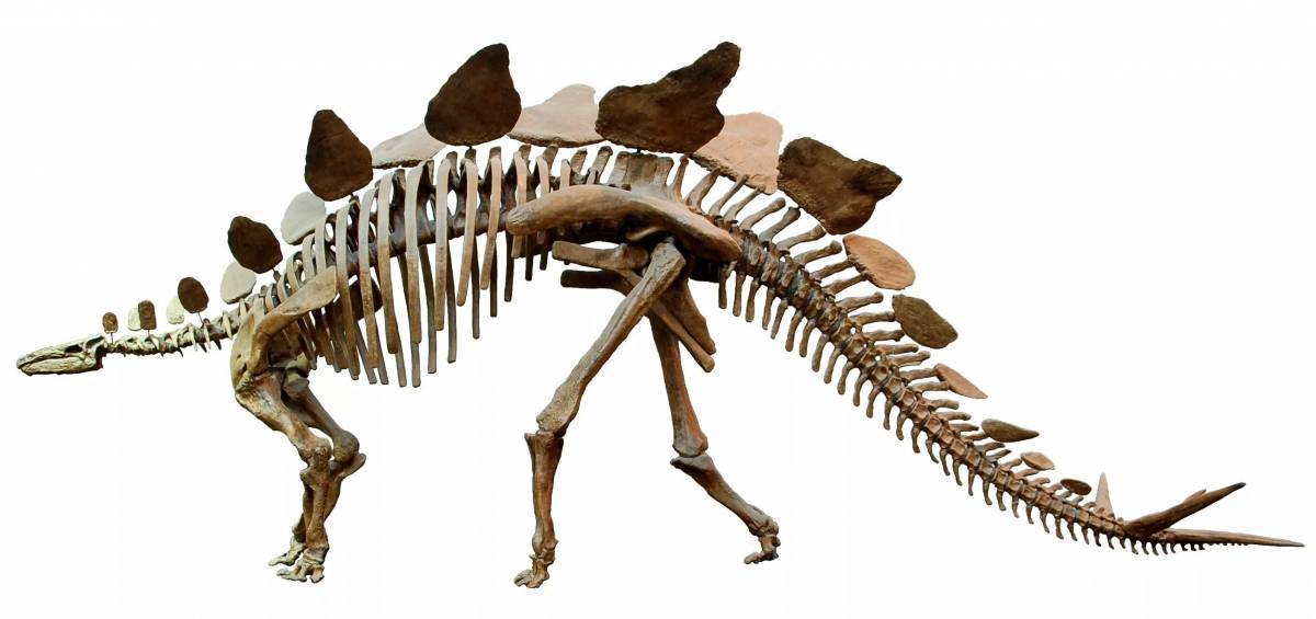Скелет динозавра #3