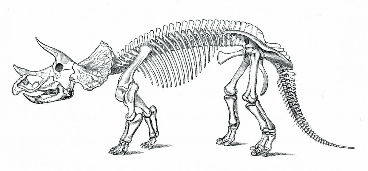 Скелет динозавра #9
